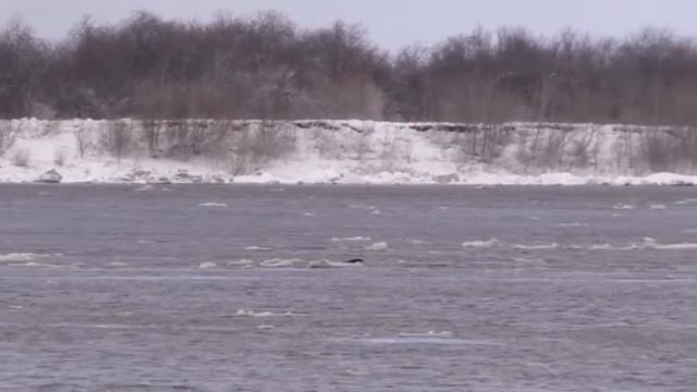 В Томске спасли собак с острова смотреть онлайн