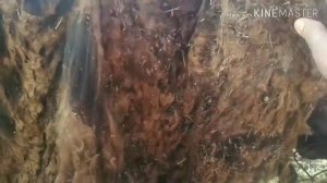 Стираем овечью шерсть, простой способ.