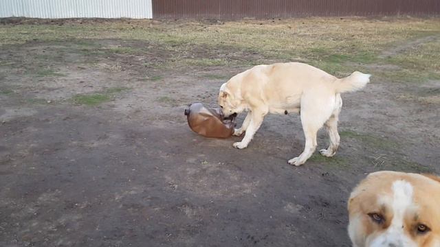 Линда веселушка 🥰🥰🥰 смотреть онлайн