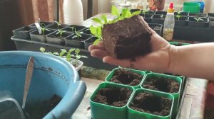 Слабая рассада перцев. Пересадка.