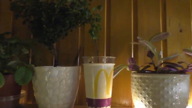 Комнатные растения ВОЛШЕБНЫЙ ВЕЧЕР на балконе смотреть онлайн