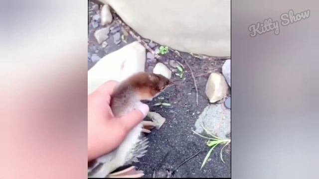 ПРИКОЛЫ С КОТАМИ 😻 СМЕШНЫЕ СОБАКИ 🐶 ПРИКОЛЫ С ЖИВОТНЫМИ 😻 СМЕШНЫЕ КОТЫ 😂 смотреть онлайн