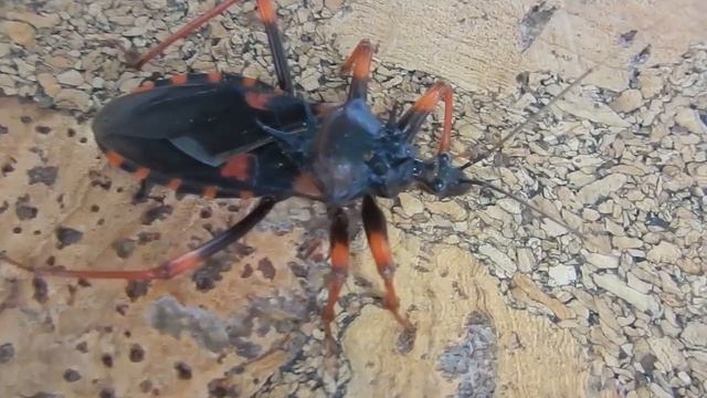 Гигантский колючий клоп-хищнец (Psytalla Horrida). Самый честный тизер.