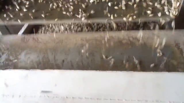 Ядро тыквы семечки(Pumpkin seeds kernels export) смотреть онлайн