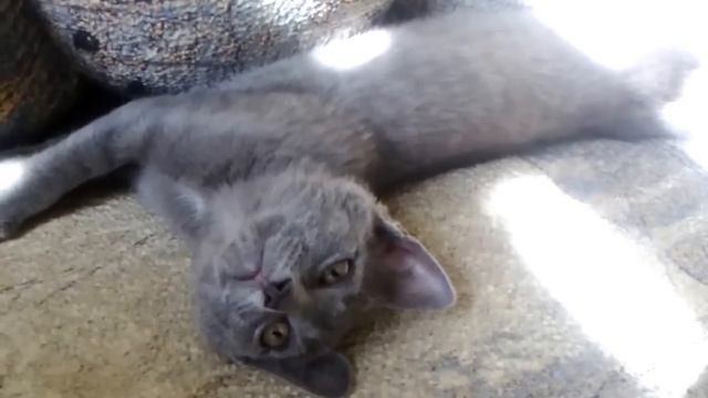 Так сладко спал, а взяли и разбудили))) Зачем? смотреть онлайн