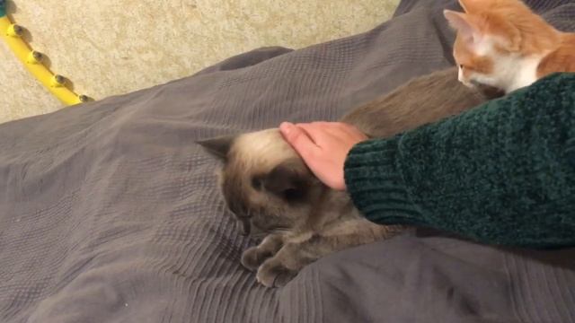 Сима и Орион