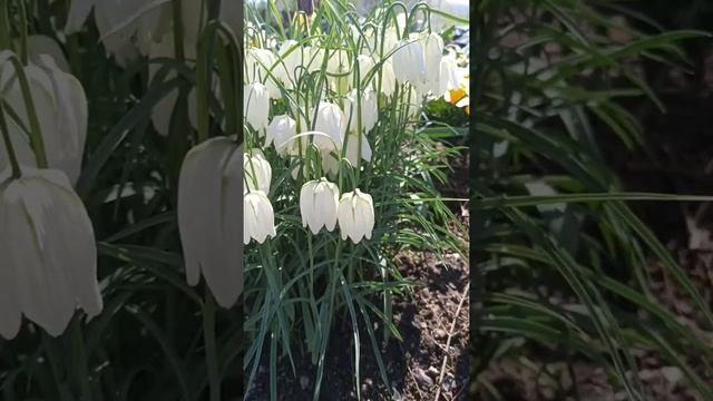 Цветы. Рябчики бывают разные, белые и рябые. #Shorts смотреть онлайн