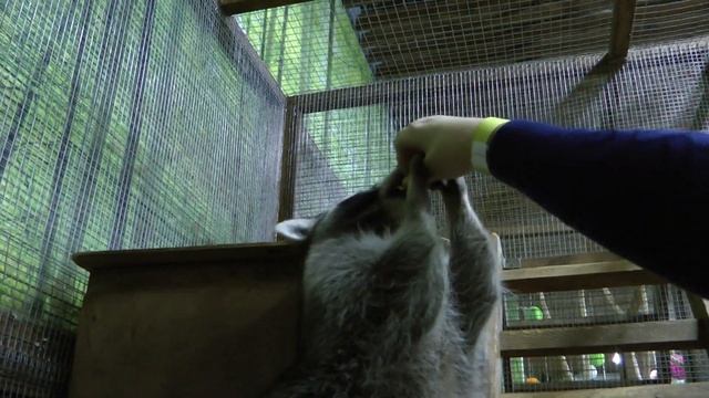 «СТРАНА ЕНОТиЯ»Котики- енотики. Самые милые енотики. Raccoons The Cutest Raccoon.