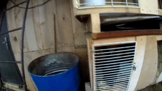 КОЗЫ ДОЙНЫЕ НЕ ПОРОДИСТЫЕ) УДОИ РАЗНЫЕ смотреть онлайн