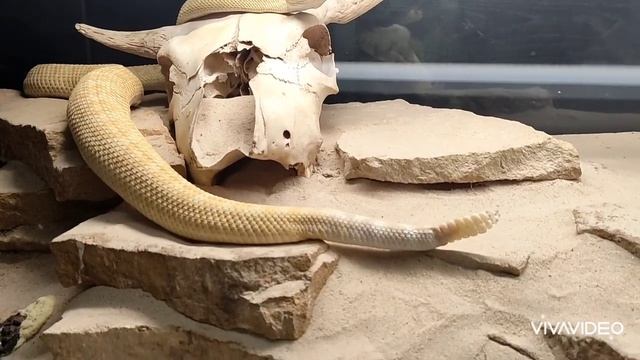 Отвезла дочь на съедение тиграм) Наши путешествия продолжаются) смотреть онлайн