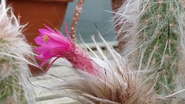 AUSTROCEPHALOCEREUS DYBOWSKII CACTUS