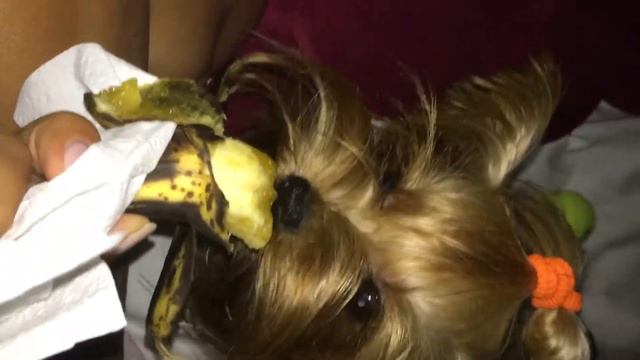 Funny dog and banana смотреть онлайн