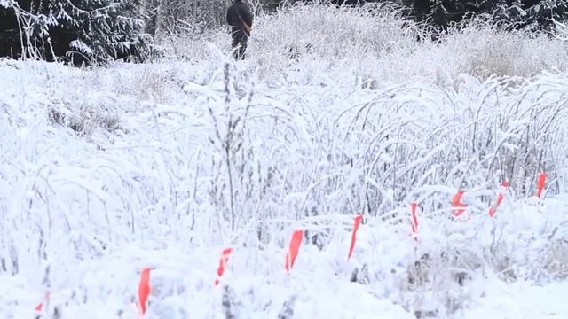 Охота на волка с флажками в Беларуси смотреть онлайн