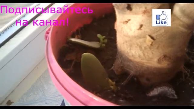 Денежное Дерево! Результат размножения листьями!!! смотреть онлайн
