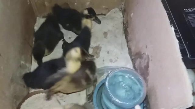 Утятам 10 дней / ducks 10 days смотреть онлайн