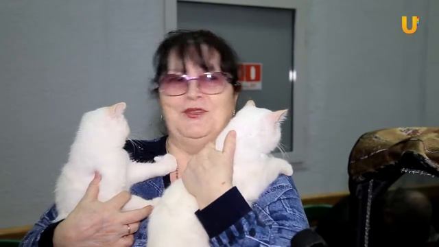 Глазами животных #314. Выставка кошек «Юбилейное мяу» смотреть онлайн