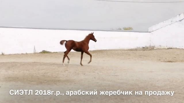 Продажа лошадей конефермы Эквилайн, тел., WhatsApp +79883400208 (СИЭТЛ 2018г.р.) смотреть онлайн