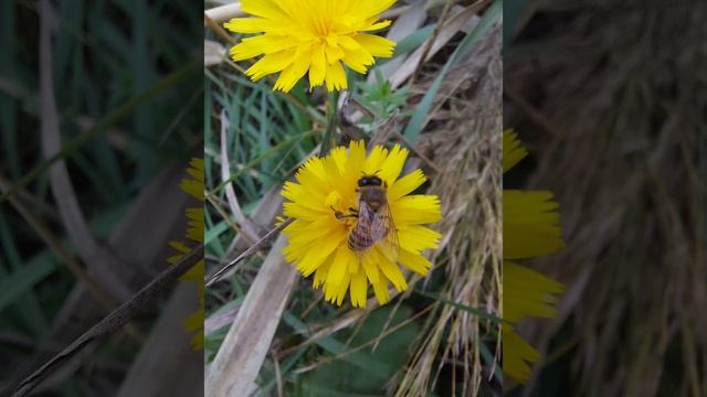 Стихотворение С. Есенина "Любовь хулигана" 1923 г. смотреть онлайн