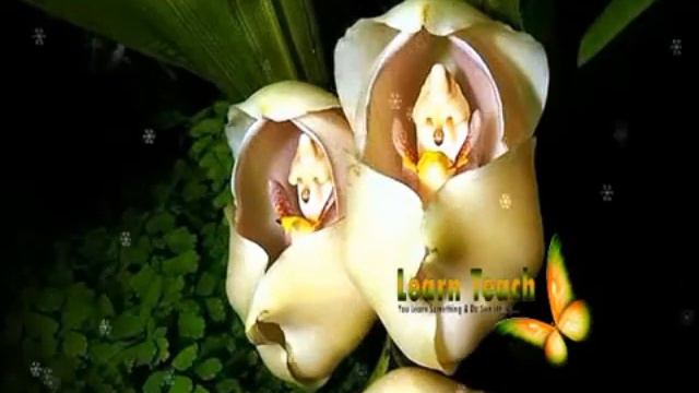 A Beautiful Swaddled Babies Orchid - Anguloa Uniflora