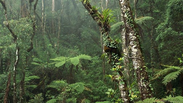 A Tropical Forest - Тропический лес