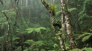 A tropical forest - Тропический лес