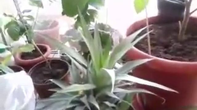 Выращивание, уход, содержание комнатного ананаса! Ананас в домашних условиях.. смотреть онлайн