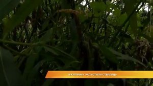 Ответ на вопрос: «откуда столько стерляди в Клязьме»