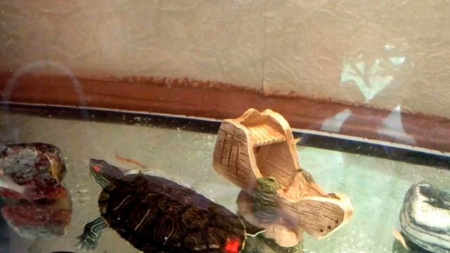 Черепаха vs Червяки смотреть онлайн