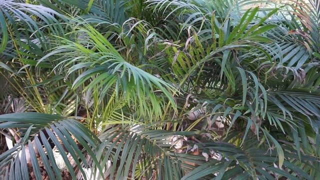 Areca palm | Dypsis lutescens | butterfly palm смотреть онлайн