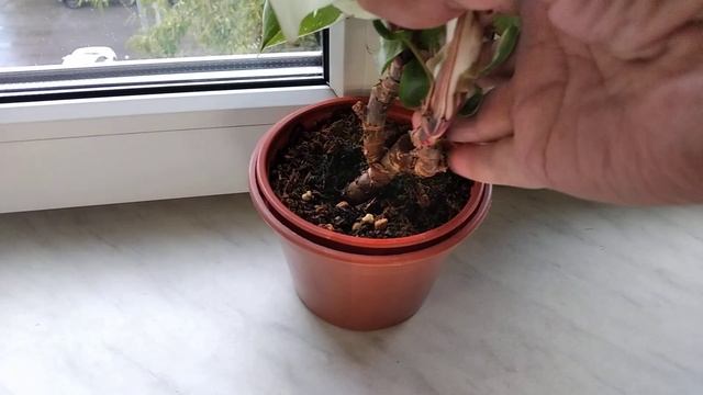 Фил Белый рыцарь про вариегатность. смотреть онлайн