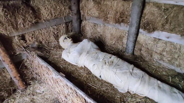 Мы нашли это в пирамиде смотреть онлайн