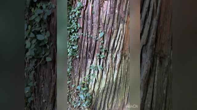 Шикарный батумский ботанический сад ❤️ смотреть онлайн