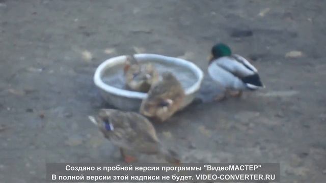 Селезень свистит после спаривания смотреть онлайн