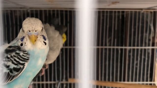 Удивительный рынок “Ver-o-peso”. Богатства Амазонки. смотреть онлайн