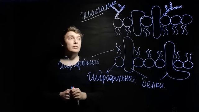 Строение и функции клеточной мембраны для ЕГЭ.| Andrey Biology смотреть онлайн