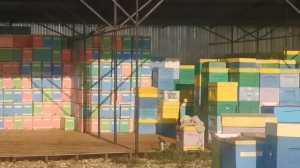 Промышленная пасека России 4000+, часть 4/5