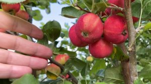 Яблоня полукукультурка Краса Бурятии