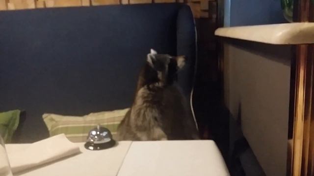 енот Семён завсегдатай ресторанов :) смотреть онлайн