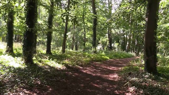 Восхитительное Пение Птиц ～ Живая Запись Звуки Природы для релакса, медитации, сна смотреть онлайн