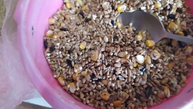 Рыбий жир,рыбная мука для голубей.Fish oil, fish meal for pigeons.Useful tips for pigeons. смотреть онлайн