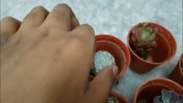 How China succulents looks like | New succulents collection смотреть онлайн