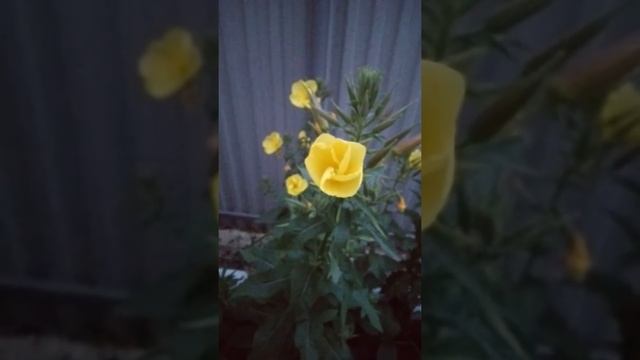 Лунник смотреть онлайн