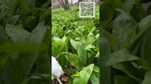 Секреты успешного выращивания черемши из семян