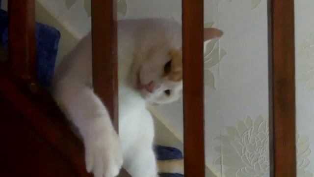 HERE KITTY смотреть онлайн