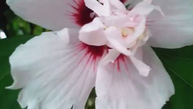 Hibiscus Syriacus 'Lady Stanley', Hardy Hibiscus.
