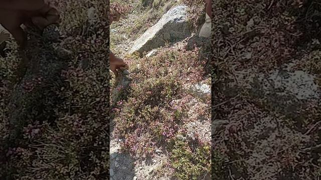 wild thymus serpillum at 8000ft смотреть онлайн