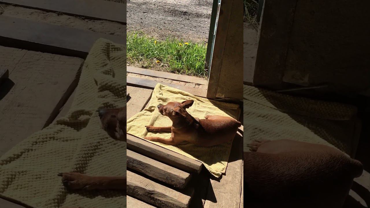 Загорает) #гуляюссобакой #dog #собака смотреть онлайн