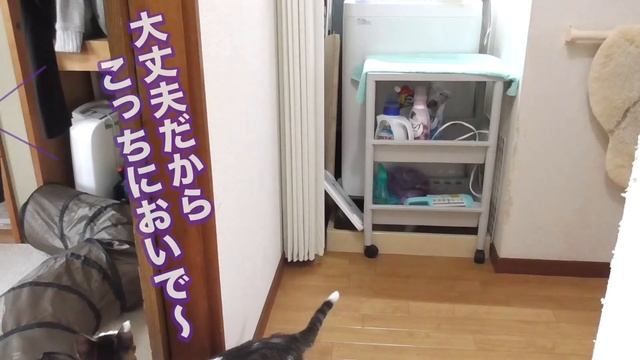 【猫動画】猫が洗濯機を怖がる　下を覗く　優しい猫　野良猫が幸せになるまでの動画＃221　 Cat scares the washing machine Look down Kind cat смотреть онлайн