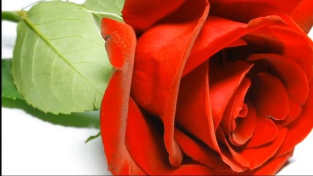 (Редкие Дворовые) Я вижу Красные цветы смотреть онлайн