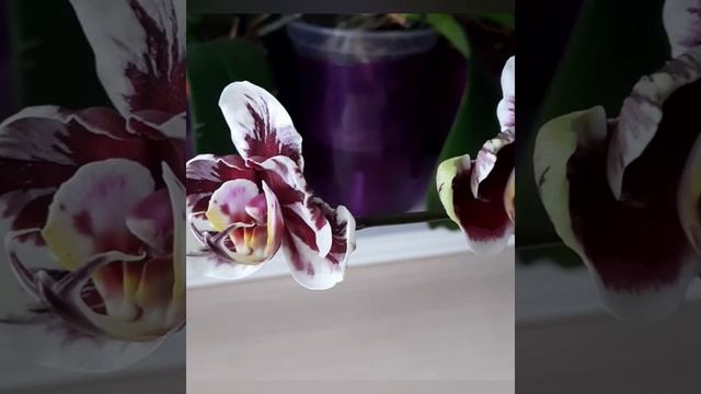 Phal. Voodoo